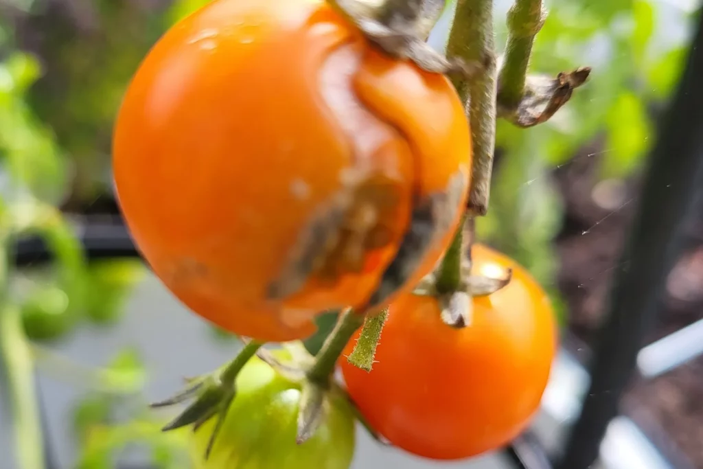 Braunfäule bei Tomaten verhindern