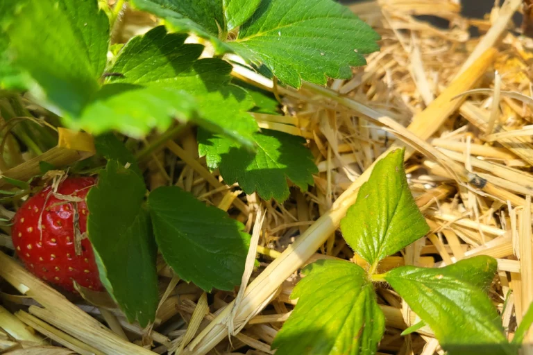 Erbeere und gemulchte Erde