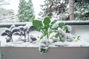 Gemuesegaertnern im Winter mit Hallo Garten