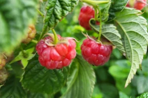 Himbeeren richtig pflegen