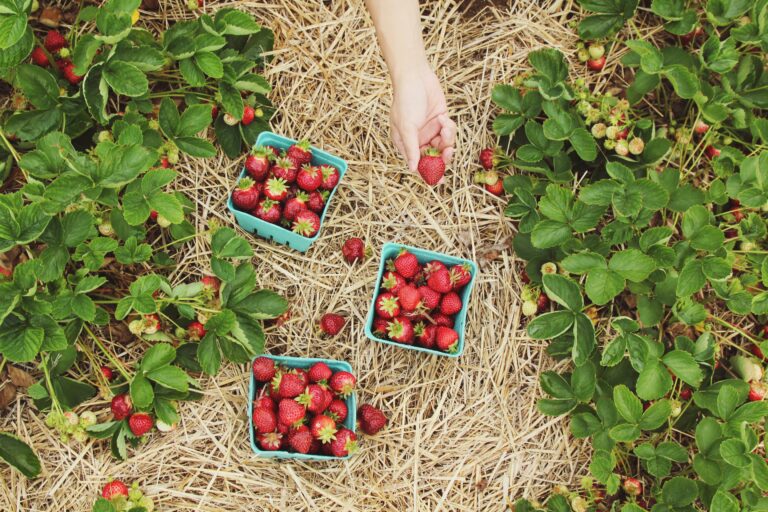 Kästen mit Erdbeeren, die im Stroh liegen