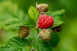 Tipps für Beerenpflege im Herbst