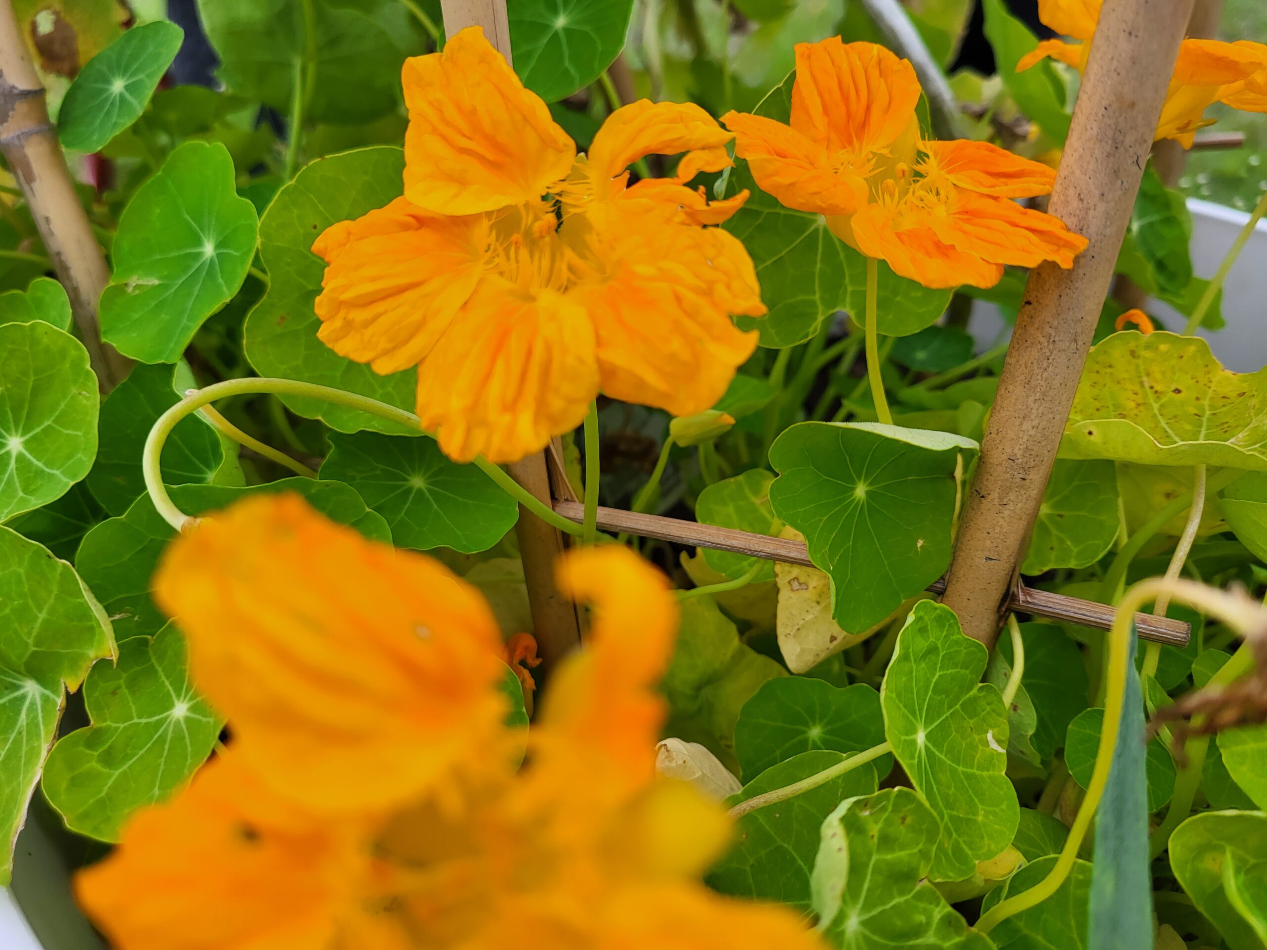 Kapuzinerkresse Blüten