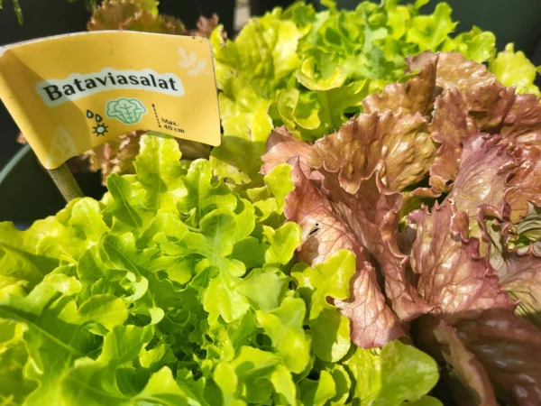 Batavia-Salat Hallo Garten