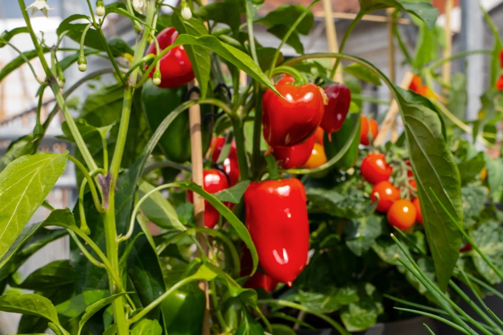 Snack-Paprika in Pflanzgefaeß auf Balkon_1800x1200