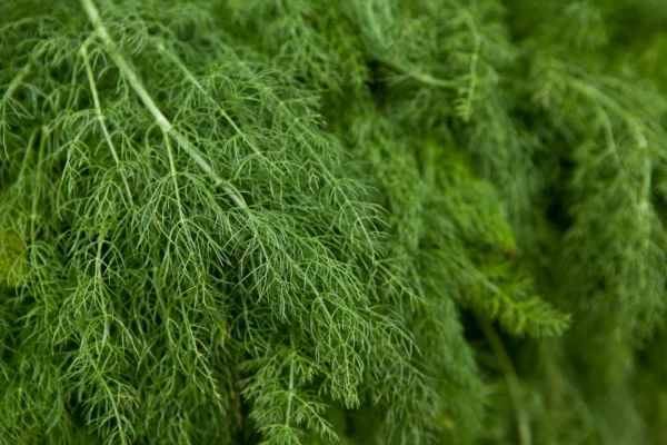 Dill-unsplash