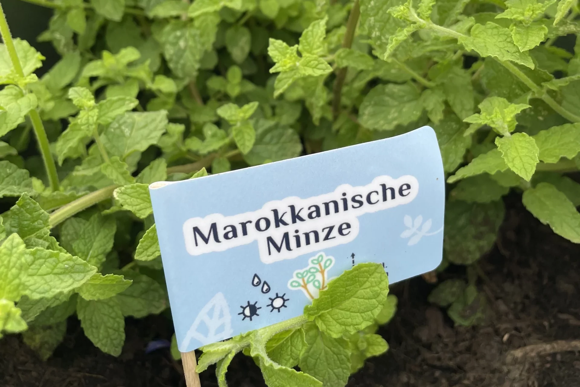 Marokkanische-Minze_Logo