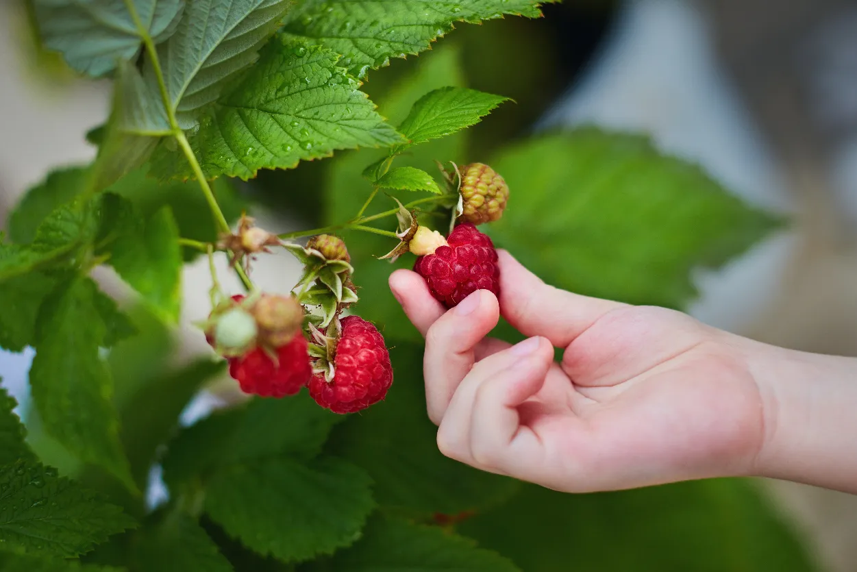 Hallo Garten Pflanz-Menü Beerenhunger