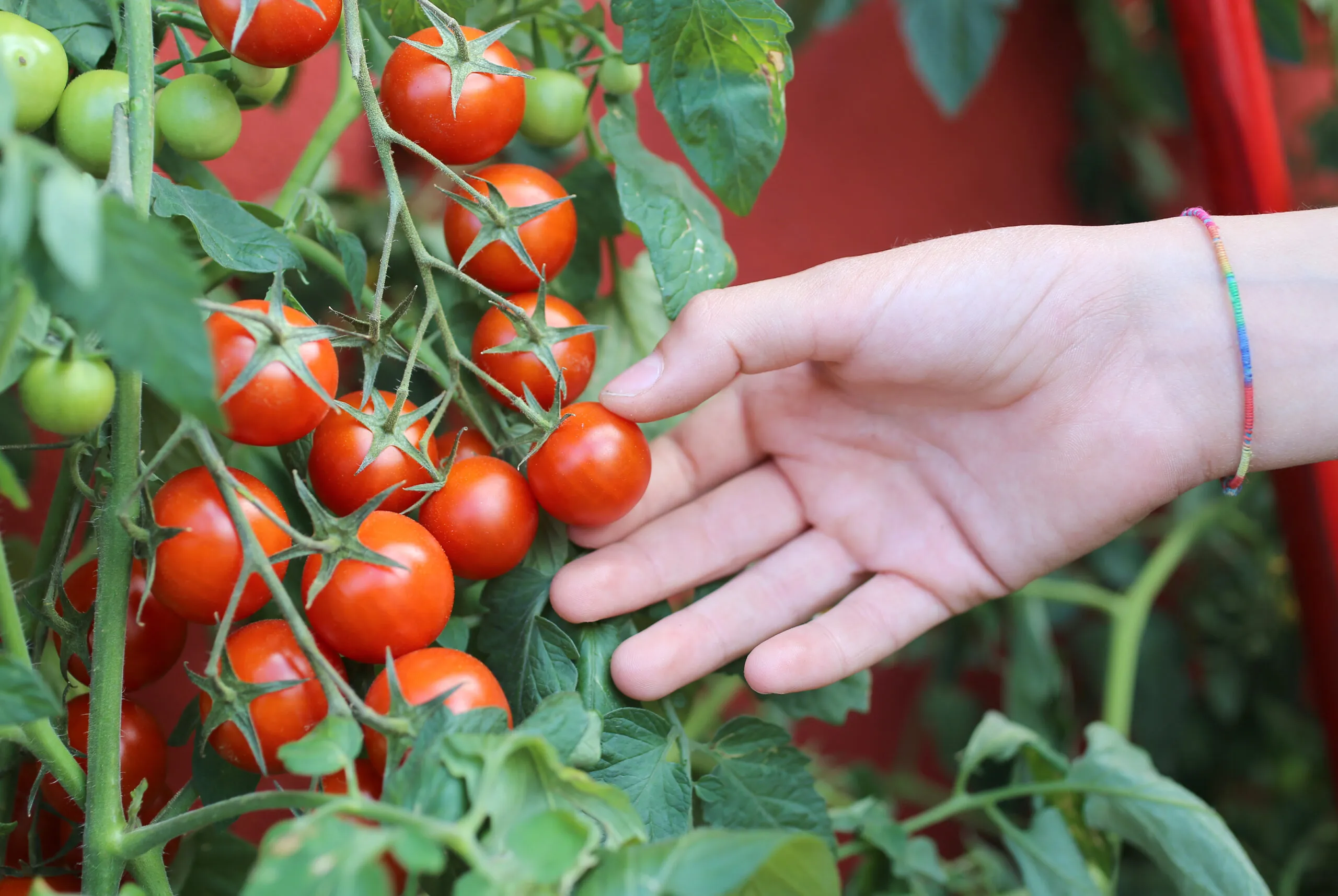 Hallo Garten Pflanz-Menü Für die Brotdose