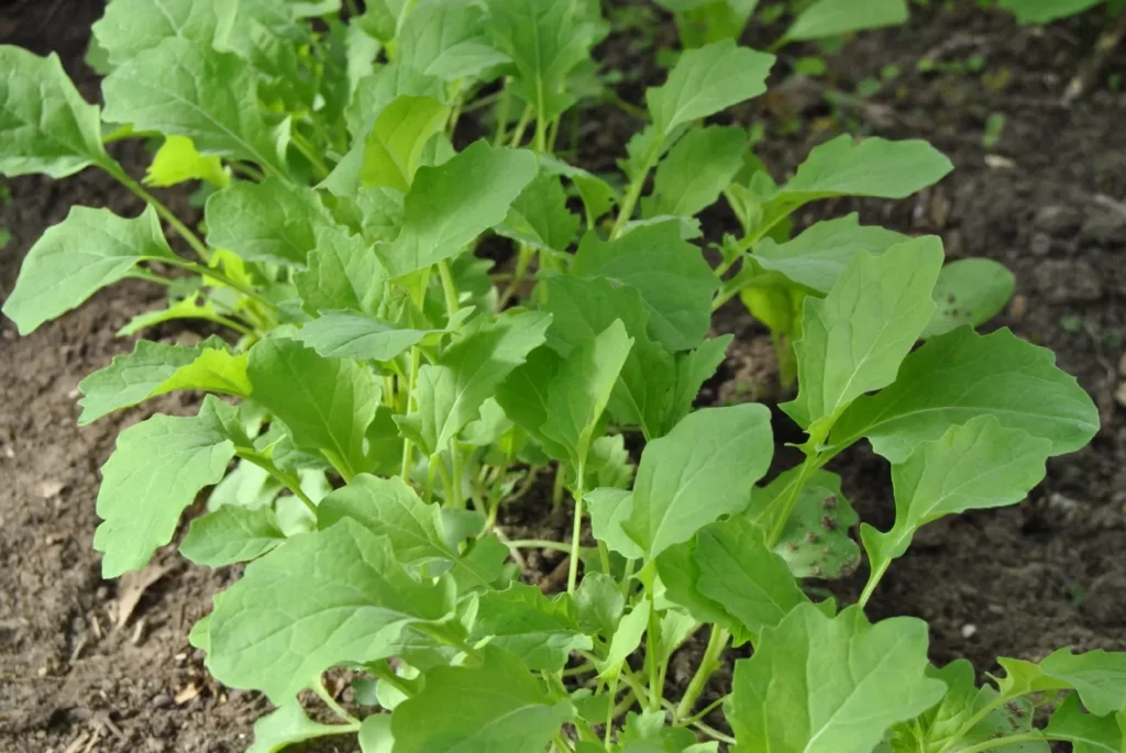 Kochen mit Scheerkohl