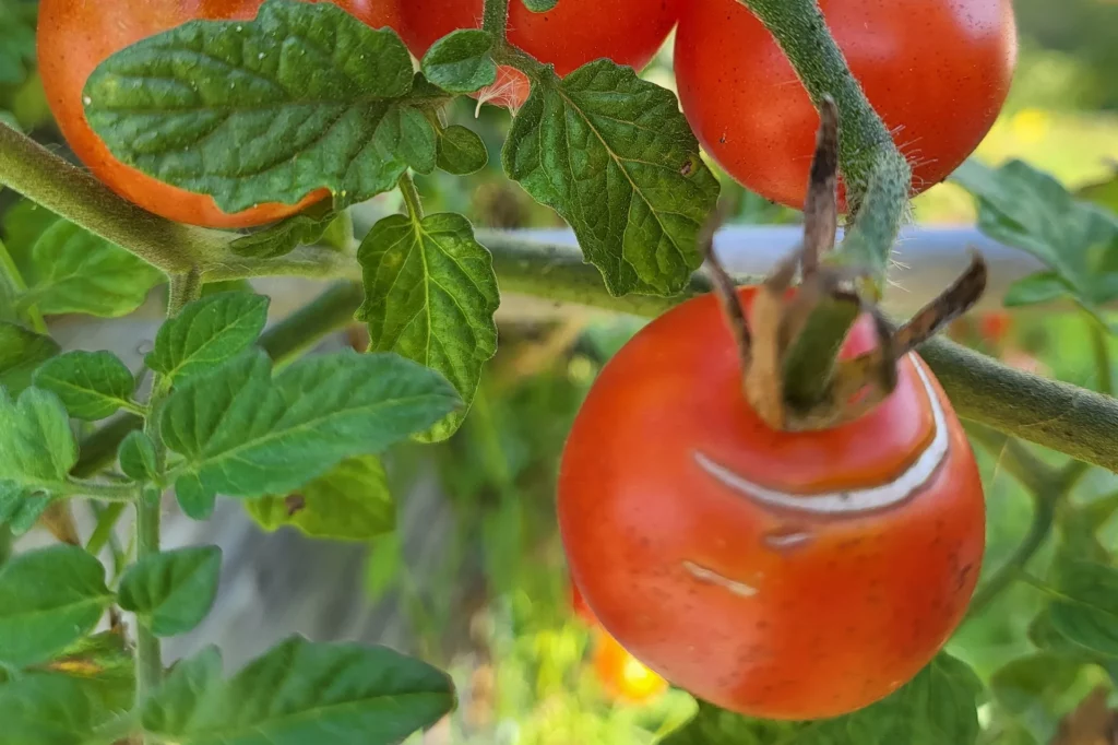 Flacher kreisförmiger Riss bei einer Tomate