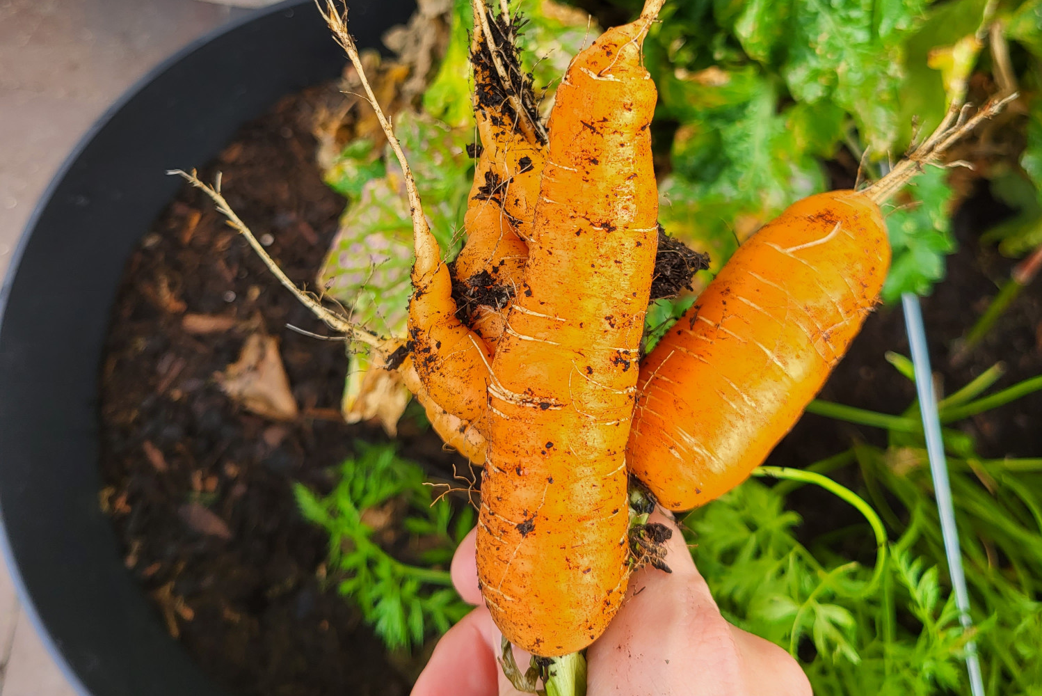 Hallo Garten Möhren