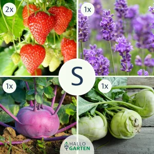 Pflanzen-Set Kindergarten - Bild 1