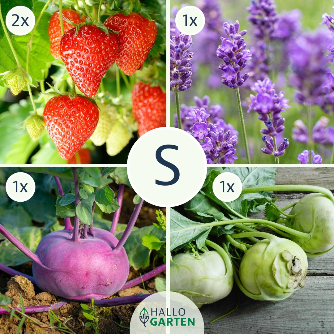 Pflanzen-Set Kindergarten