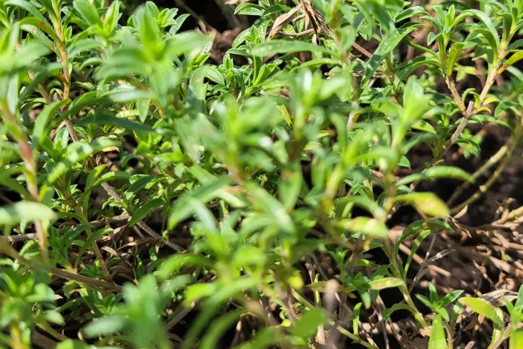 Bergbohnenkraut Hallo Garten Pflanzensteckbrief