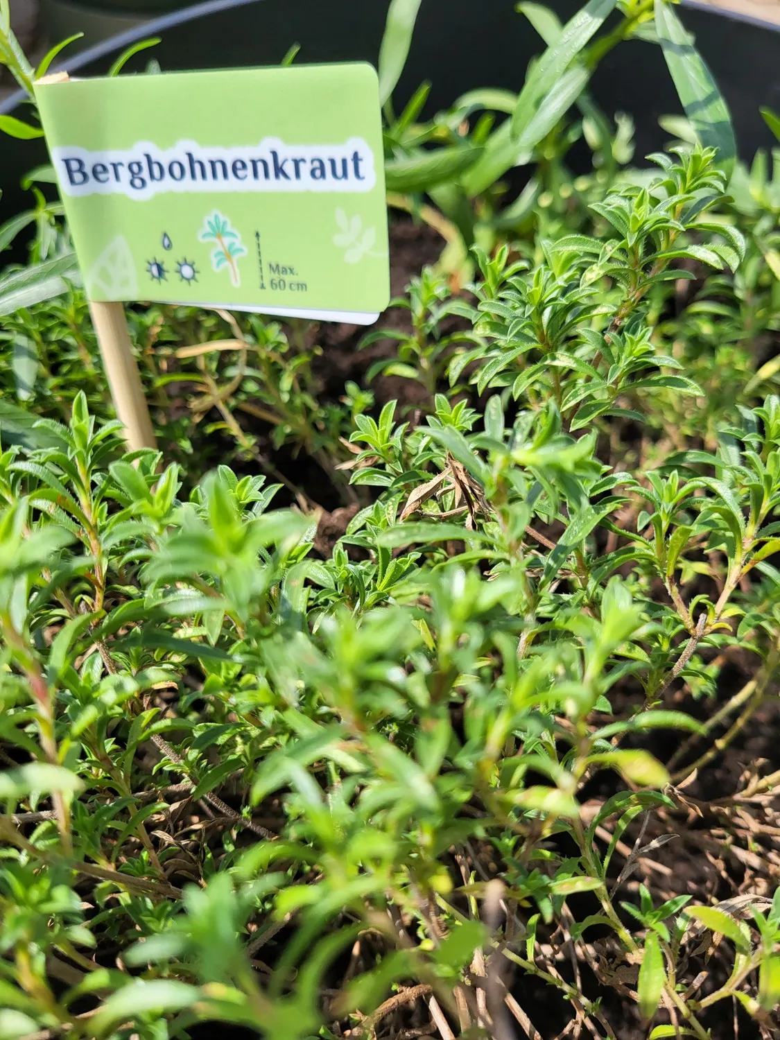 Bergbohnenkraut Hallo Garten Pflanzensteckbrief