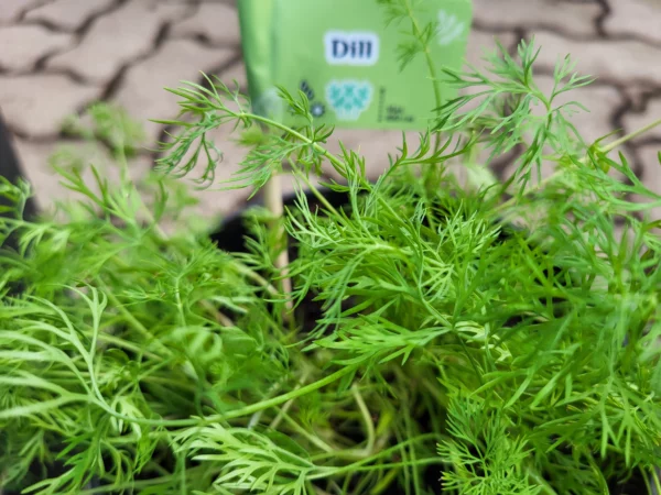 Dill Pflanzensteckbrief Hallo Garten