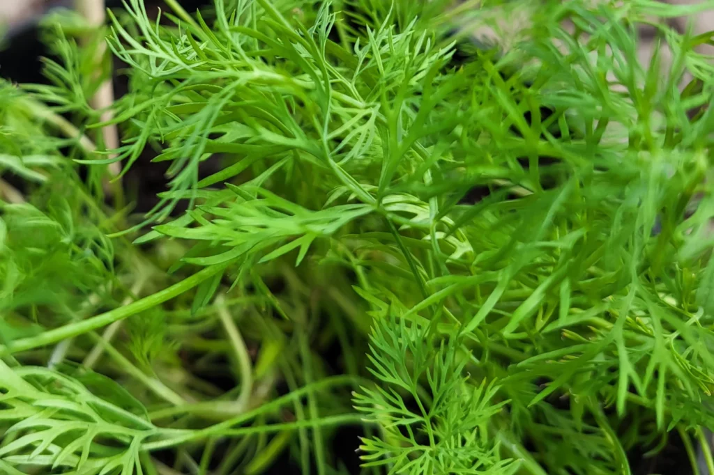 Dill Pflanzensteckbrief Hallo Garten