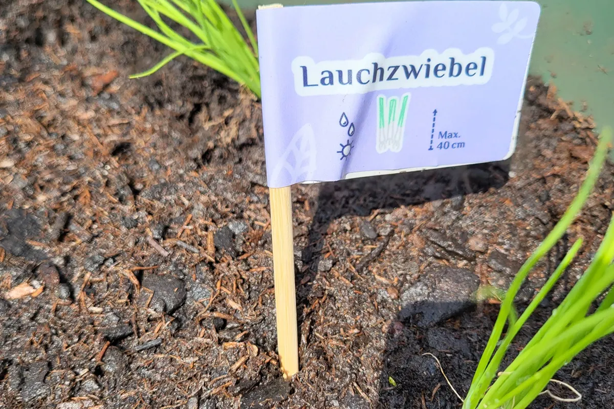 Lauchzwiebel_20240528_1200x800