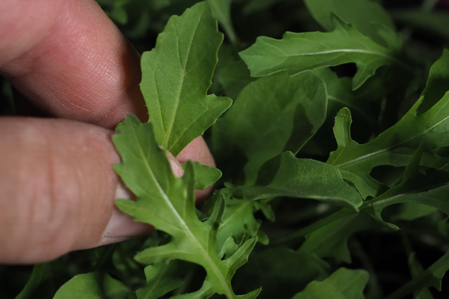 Rucola_Snack Garten_1800x1200