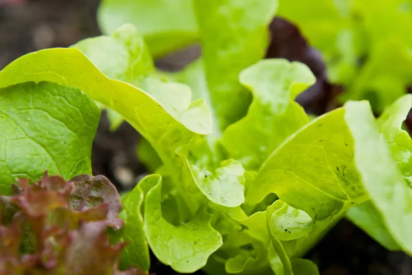 Bunte Gemüseküche Baby Leaf Salat