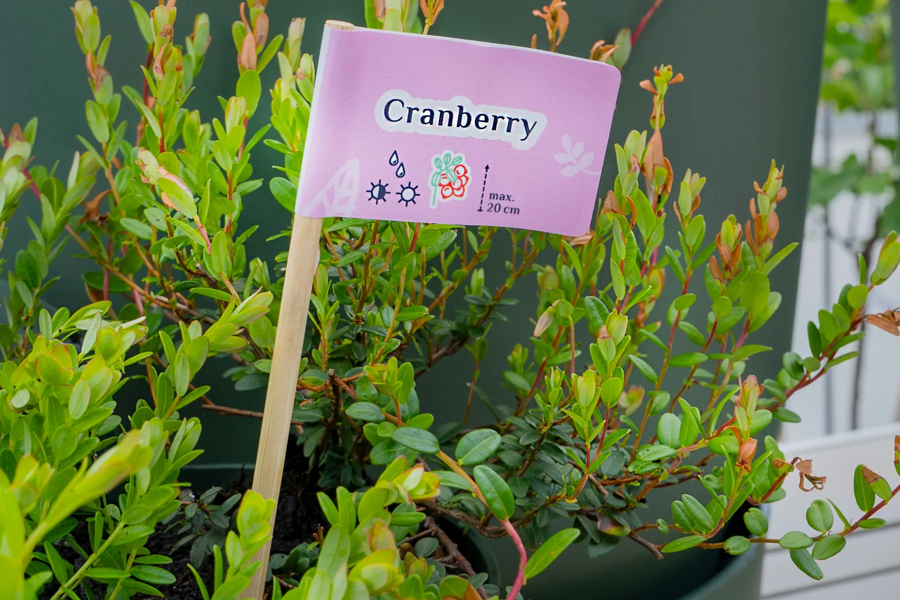 Cranberry_1800x1200