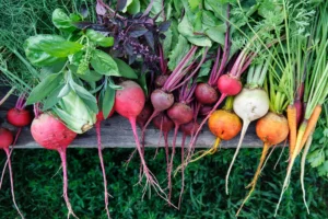 Dein Herbst-Garten