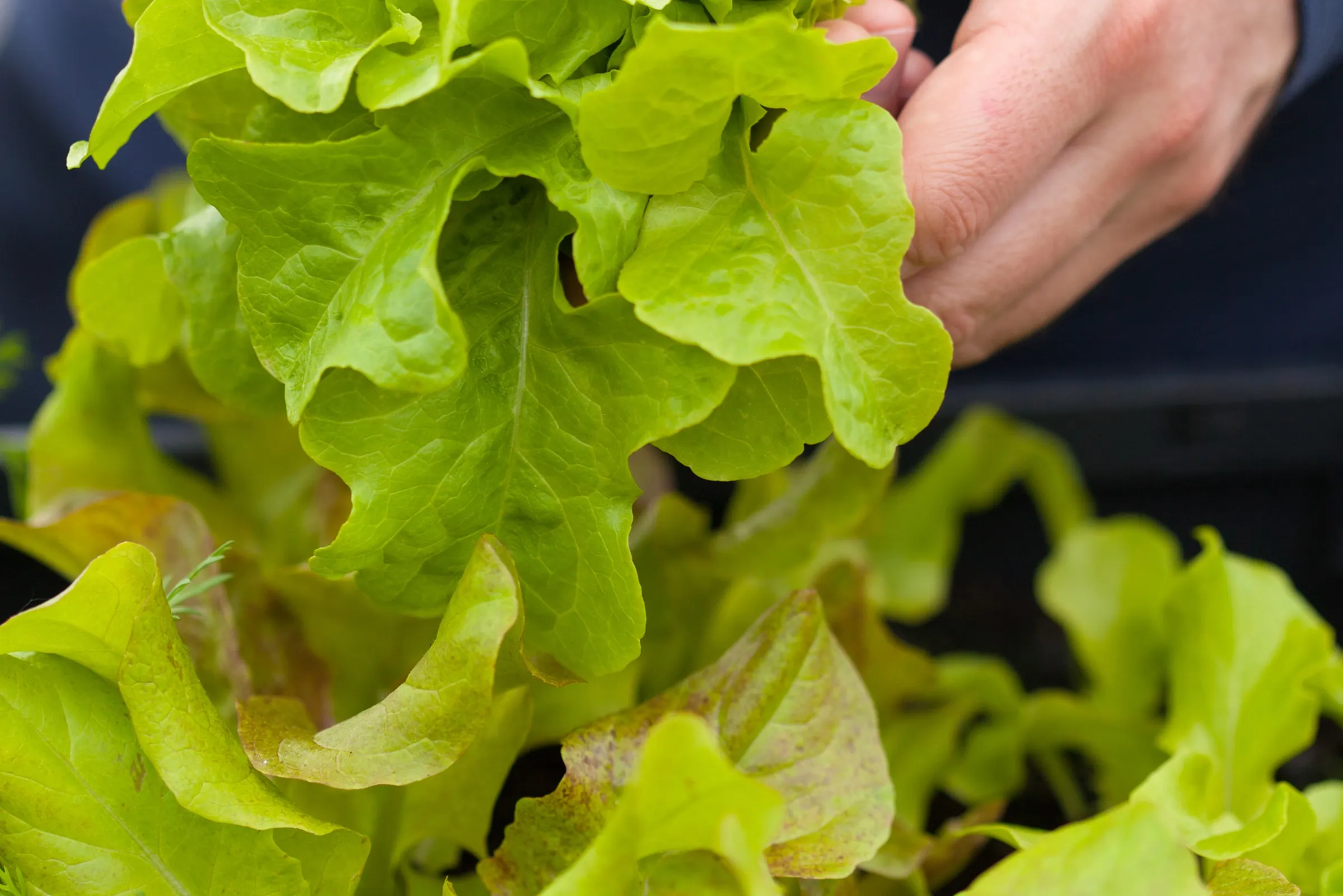 Baby leaf Salat Hand_2400x1600