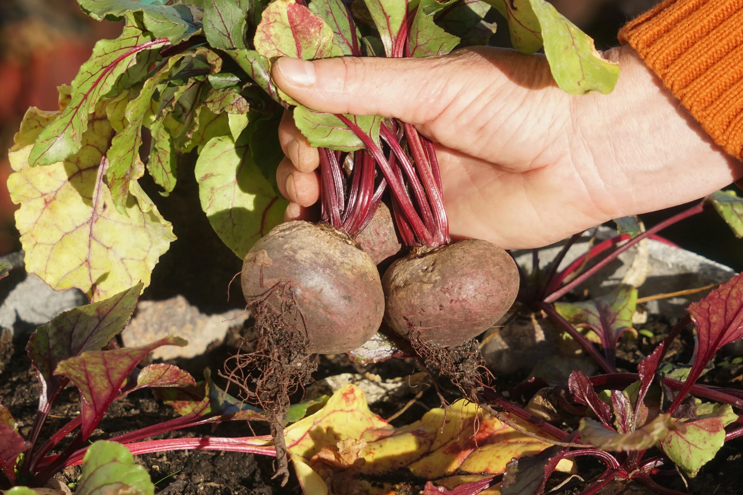 Rote und Gelbe Bete