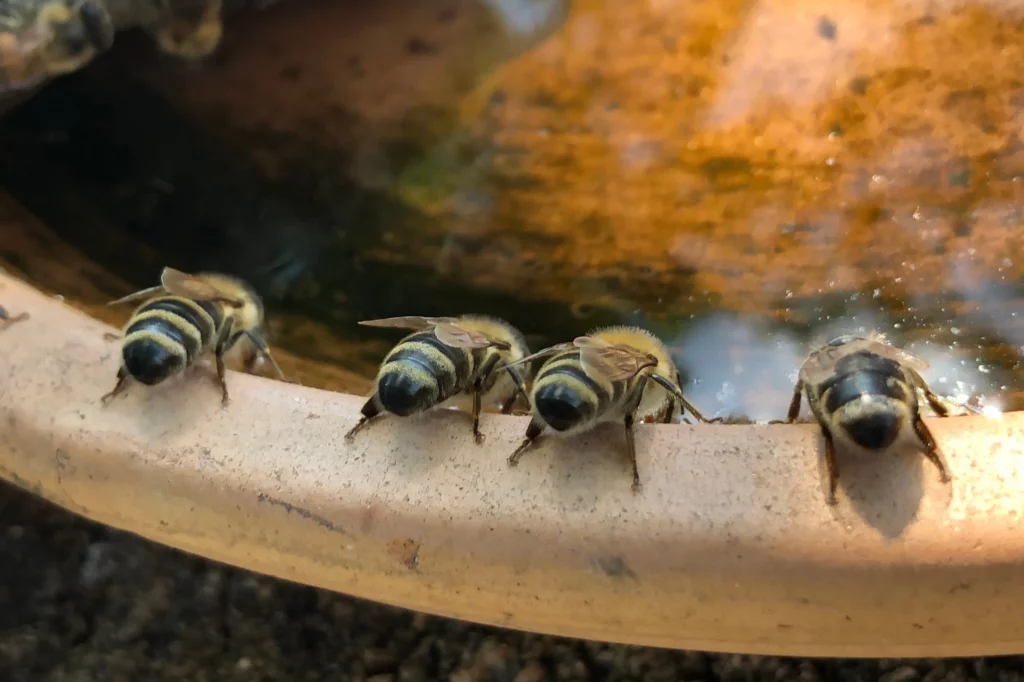 Wasserstelle-Bienen