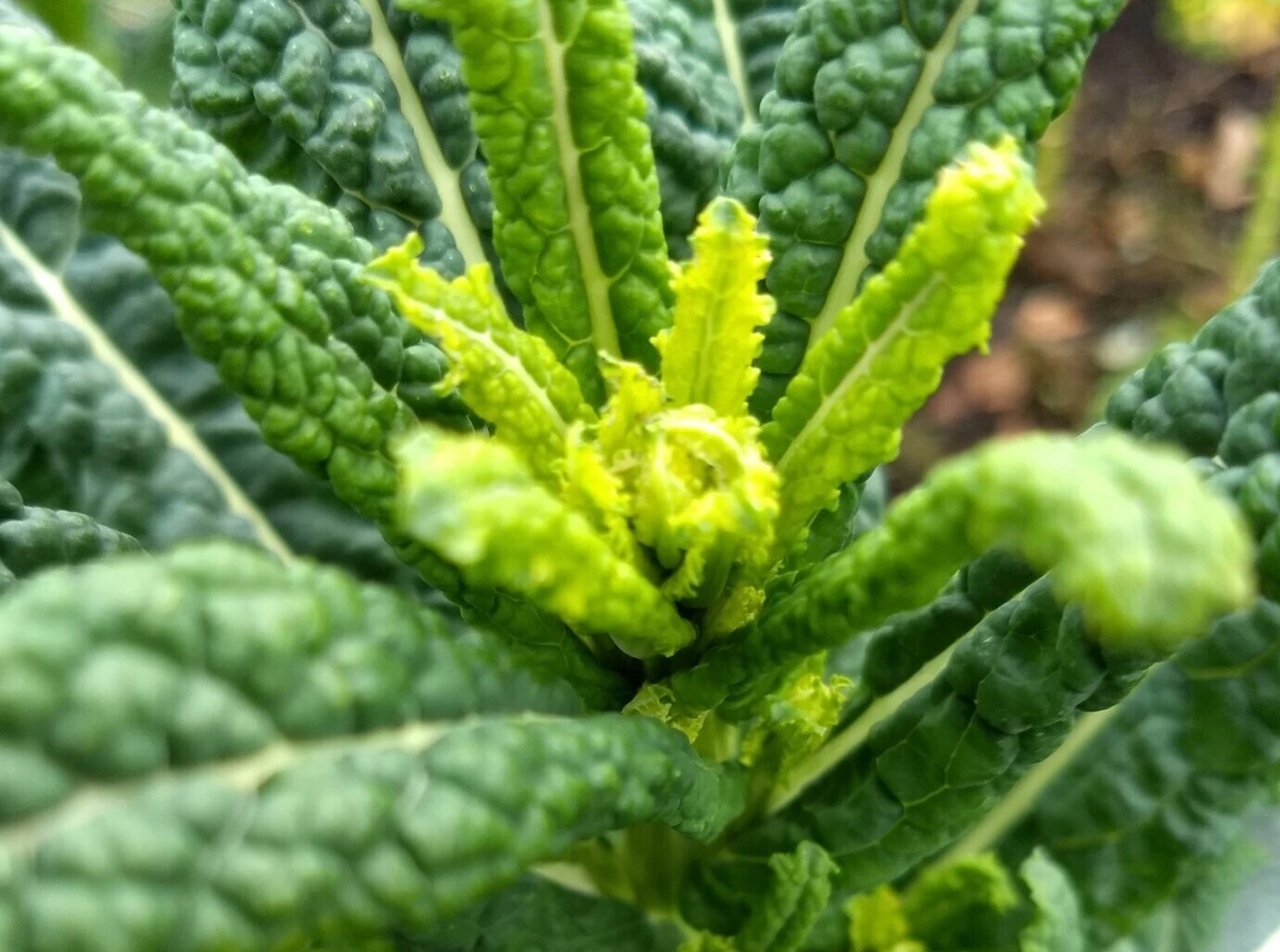 Palmkohl Hallo Garten Pflanzensteckbrief