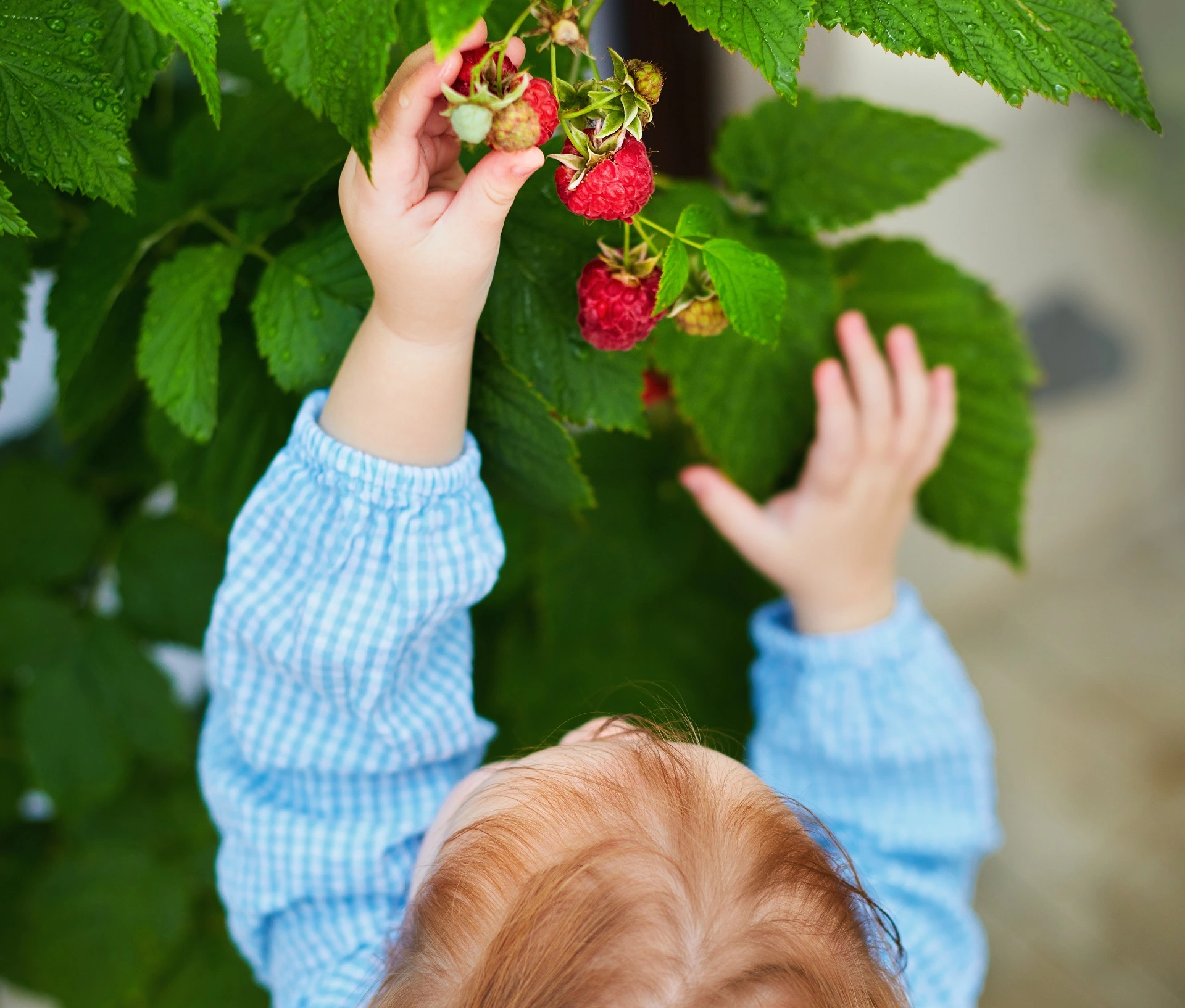 Kind-pflückt-Himbeere-vom-Beerenstrauch