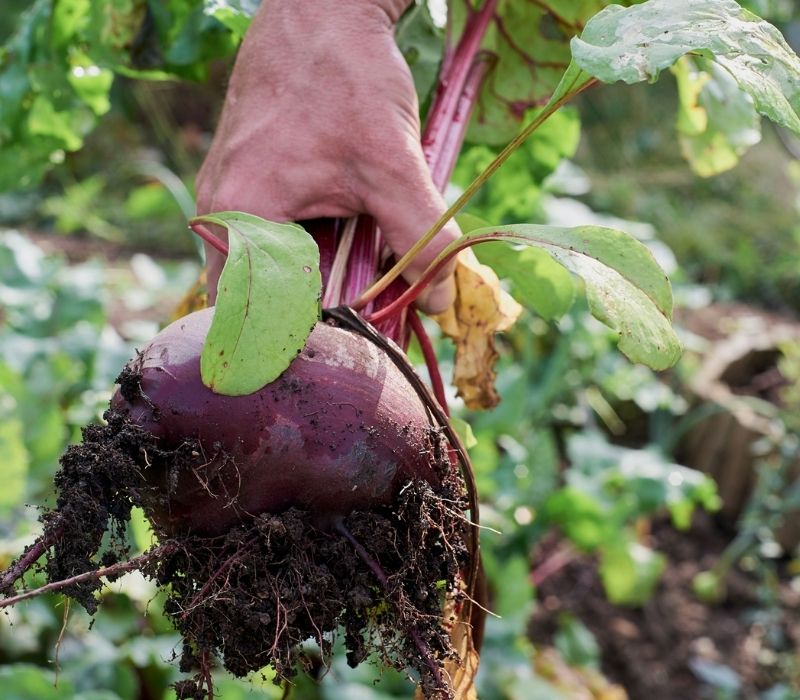 Kohlrabi