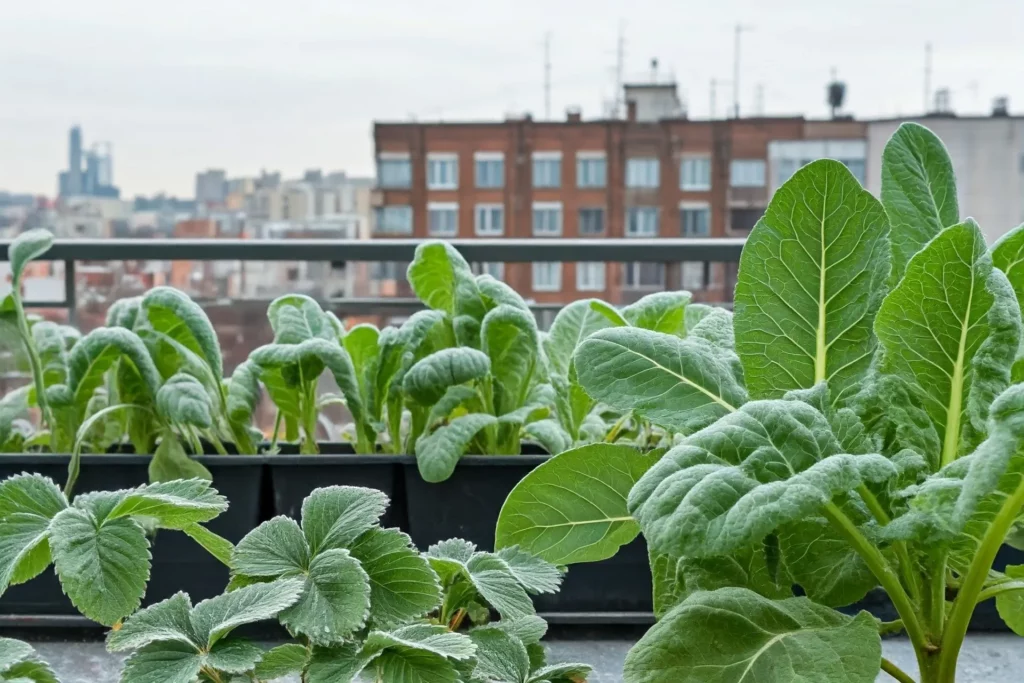 Tipps zum Schutz vor Frost für Balkon- und Terrassenpflanzen