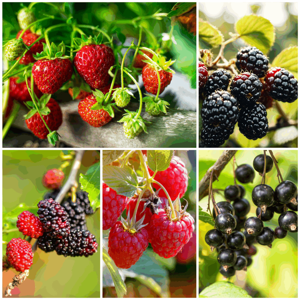 Berrylicious Beeren Obst Pflanzen Set