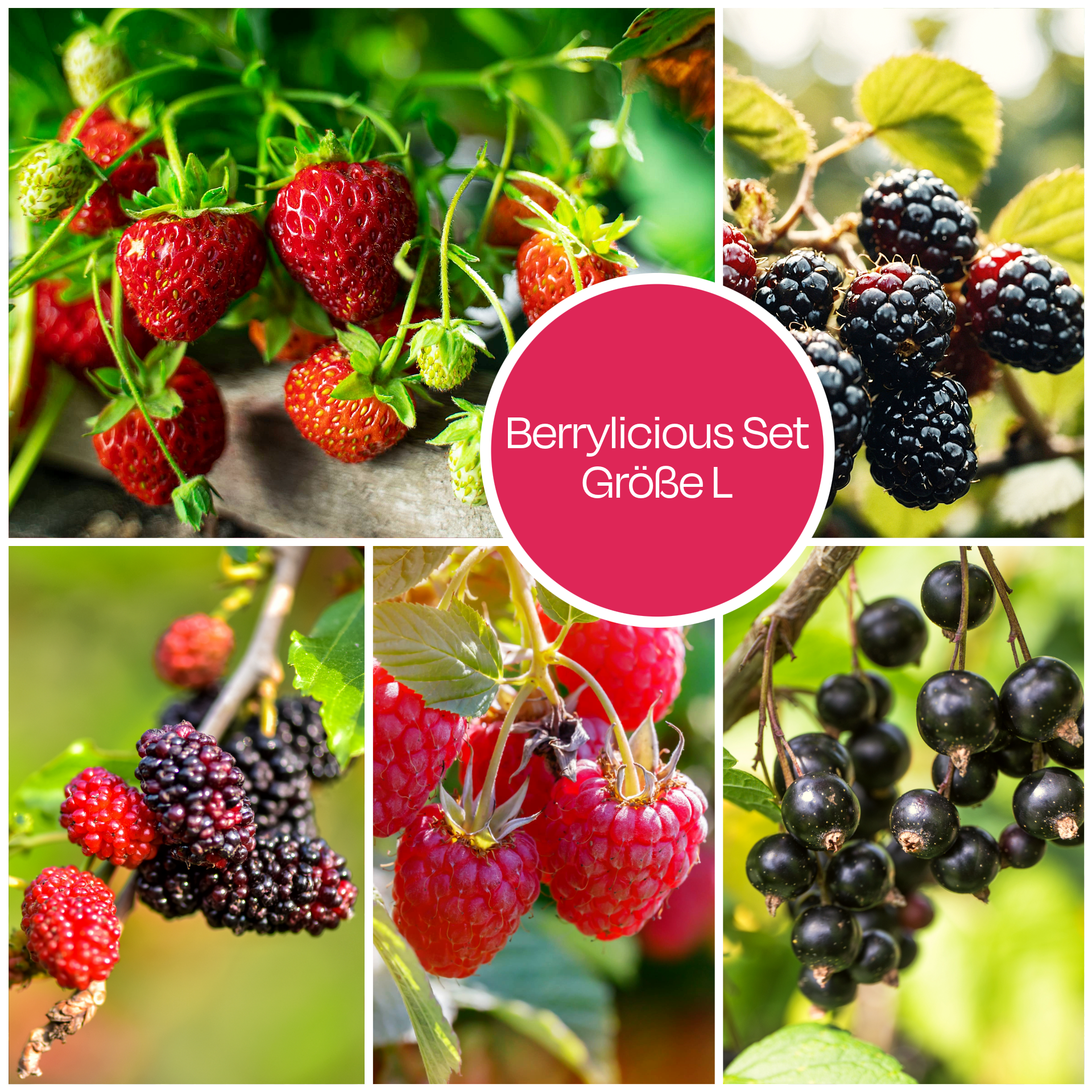 Berrylicious Beeren Obst Pflanzen Set