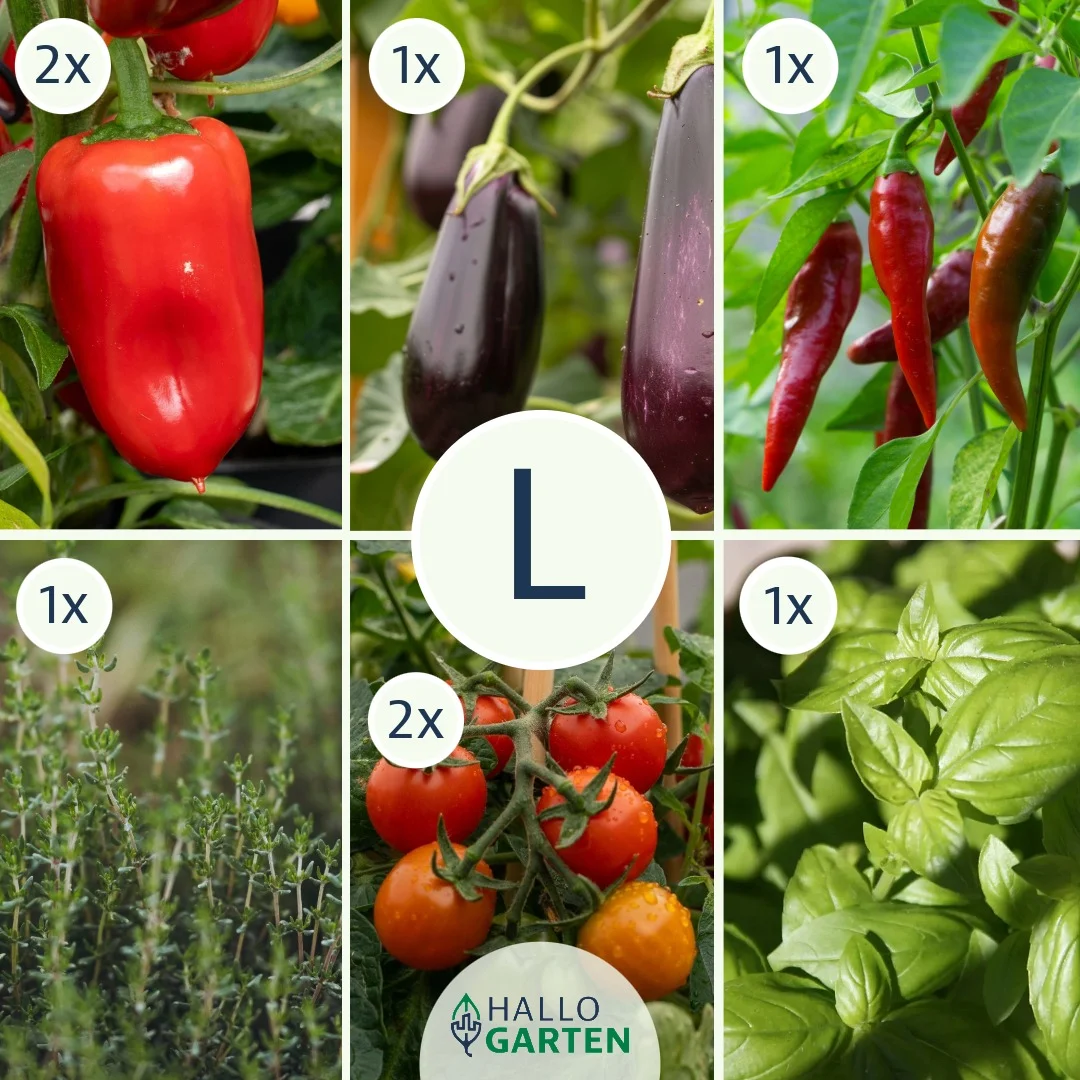 Pflanzen-Set Antipasti - Bild 3