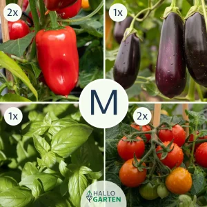 Pflanzen-Set Antipasti - Bild 2