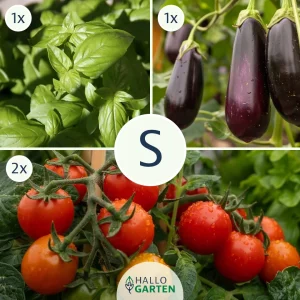 Pflanzen-Set Antipasti - Bild 1