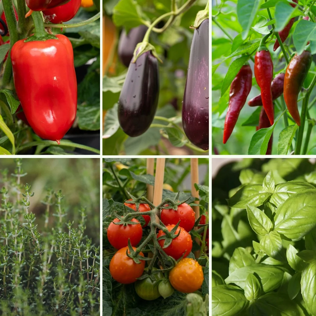 Pflanzen-Set Antipasti - Bild 4