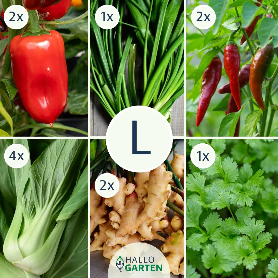 Pflanzen-Set Asia Delight - Bild 3