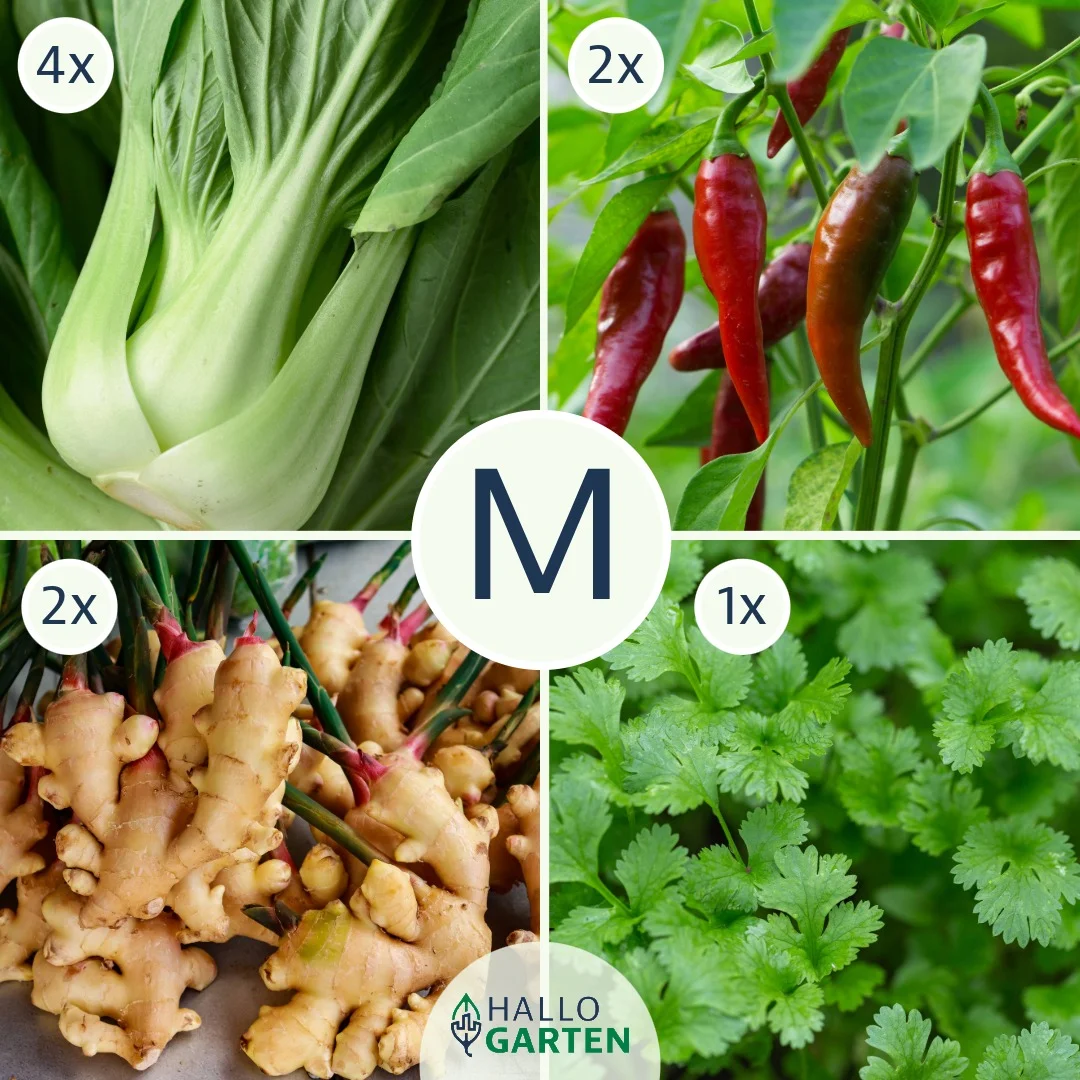 Pflanzen-Set Asia Delight - Bild 2