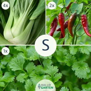 Pflanzen-Set Asia Delight - Bild 1