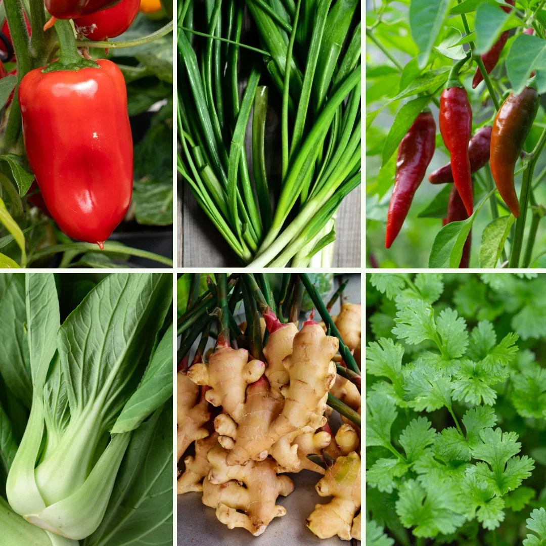 Pflanzen-Set Asia Delight - Bild 4