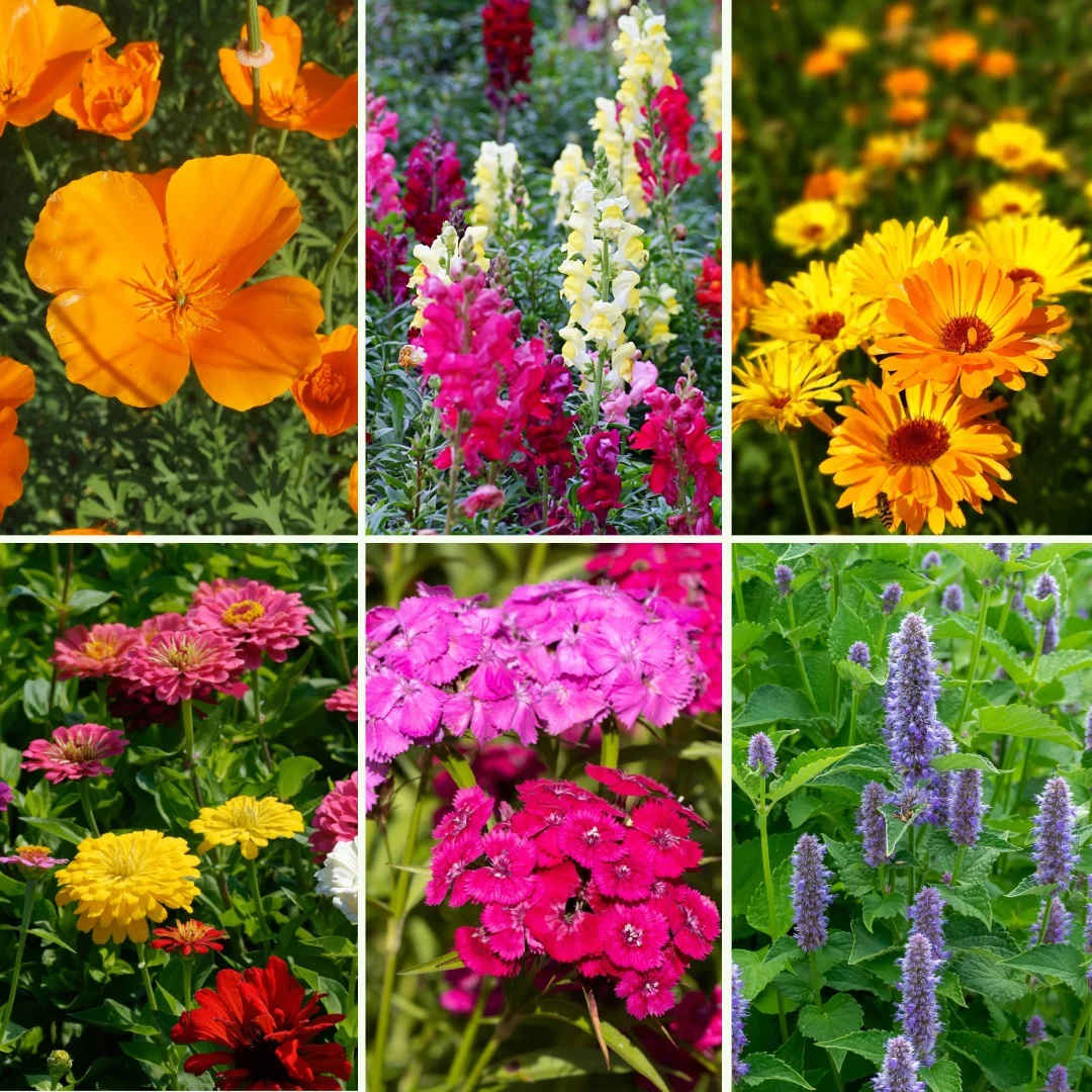 Blumen-Set Boho Oase - Bild 4