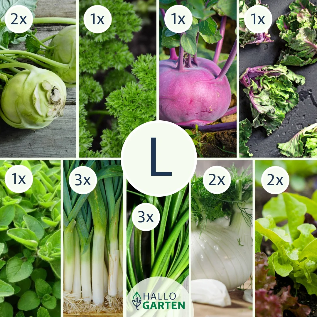 Pflanzen-Set Heimischer Genuss - Bild 3