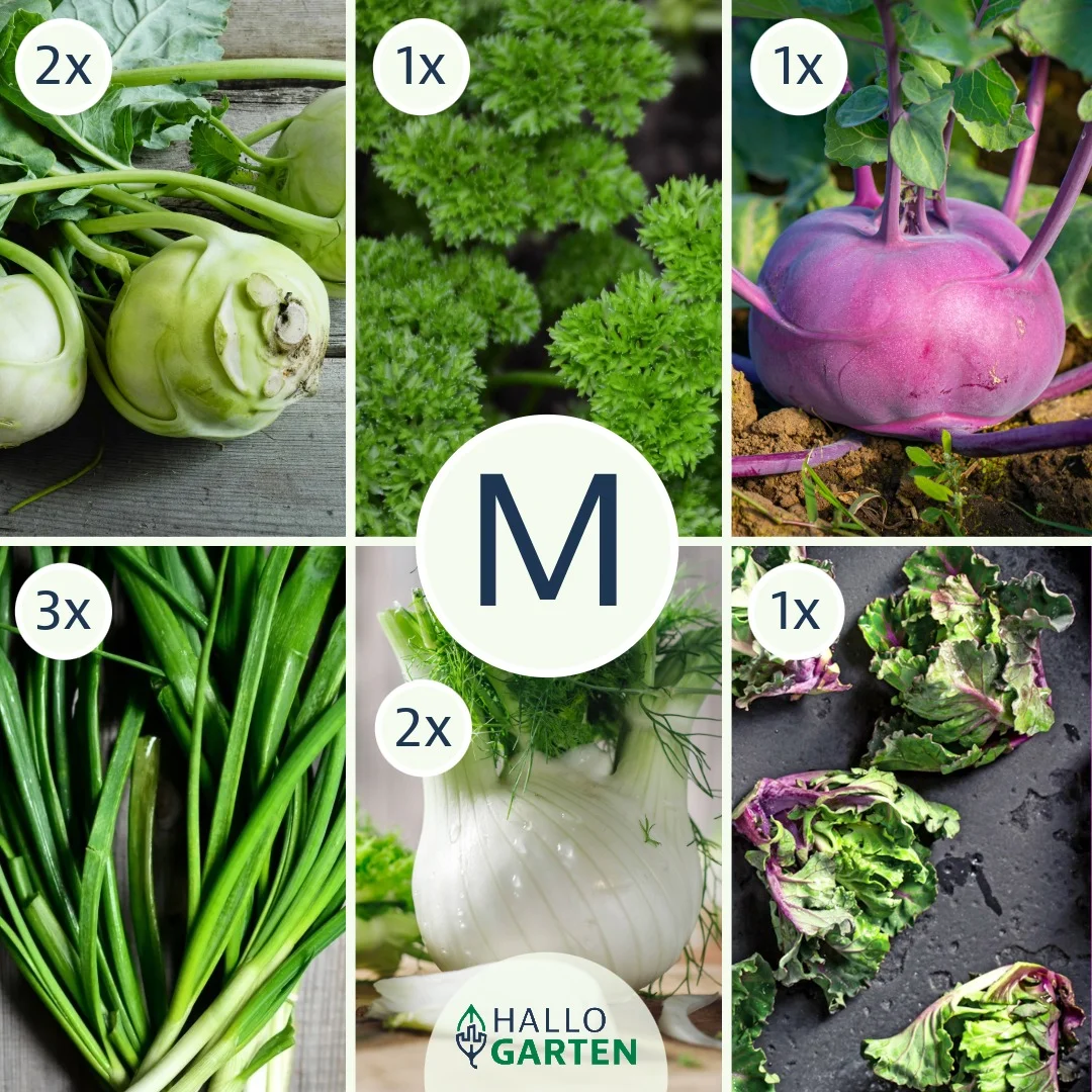 Pflanzen-Set Heimischer Genuss - Bild 2