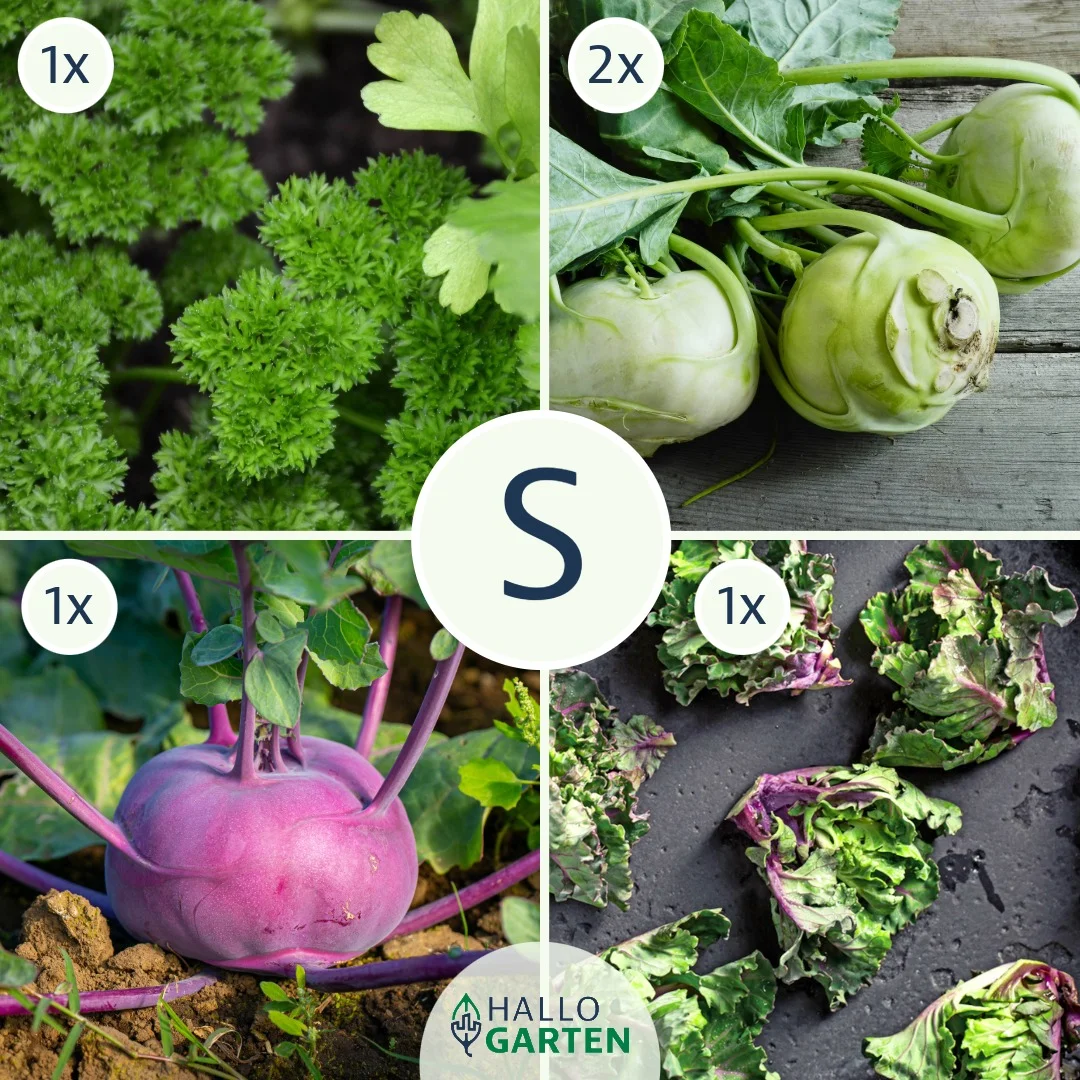 Pflanzen-Set Heimischer Genuss