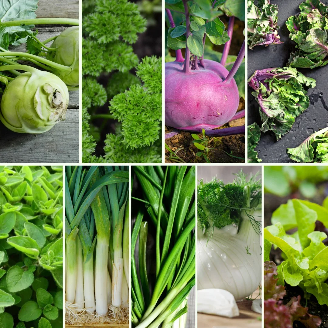 Pflanzen-Set Heimischer Genuss - Bild 4