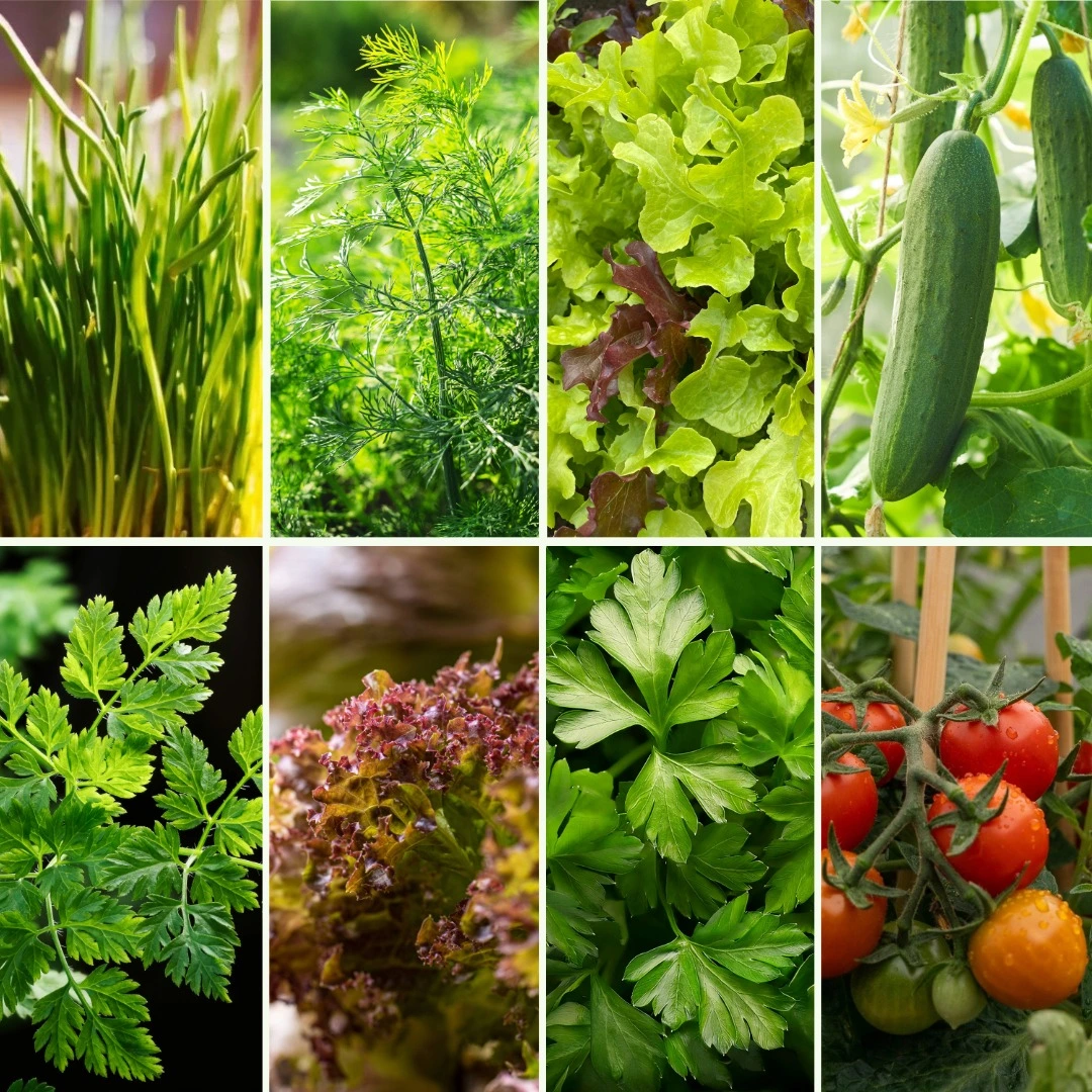 Pflanzen-Set Gartenbowl - Bild 4